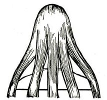 Kā pīlēt skūtu? Kā pīlēt skūtu?