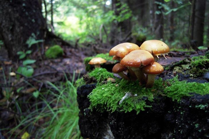 Sēņu alfabēts: sēnes ir kļūdainas un sarežģītas, foto