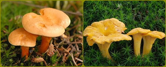 Sēņu alfabēts: sēnes ir kļūdainas un sarežģītas, foto