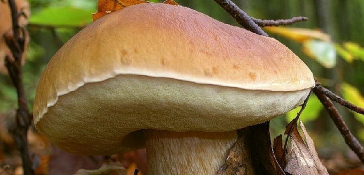 Baltā sēne: apraksts, augšanas vietu raksturojums