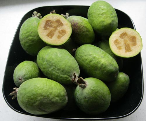 Feijoa - noderīgas īpašības, priekšrocības un kaitējums feijoa