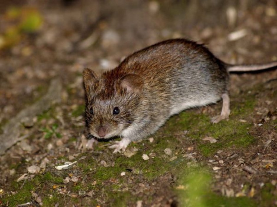 peles vole