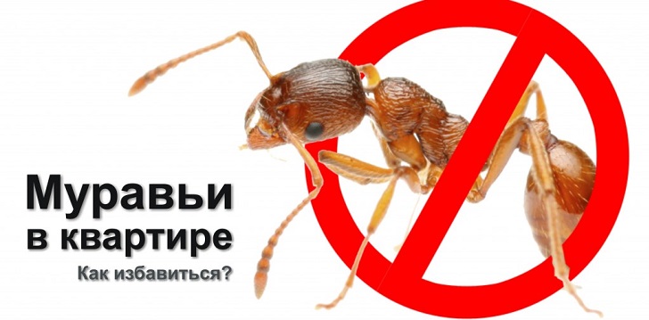 Kā atbrīvoties no skudras?
