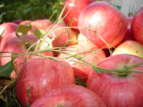 Nekrāsojiet ābolu, kamēr tas ir zaļš: kad svin Apple Pestītāju