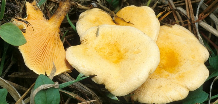 Nepatiesa šķiņķis
