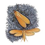 Par šķēršļiem: kā rīkoties ar pelēm