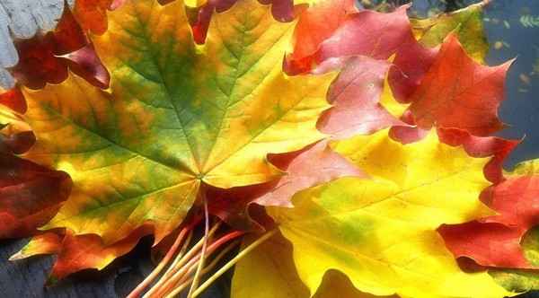 Skolēnu rudens bumba skolā vidusskolas skolēniem un 5-7 pakāpes. Stengazeta un deju rudens bumba