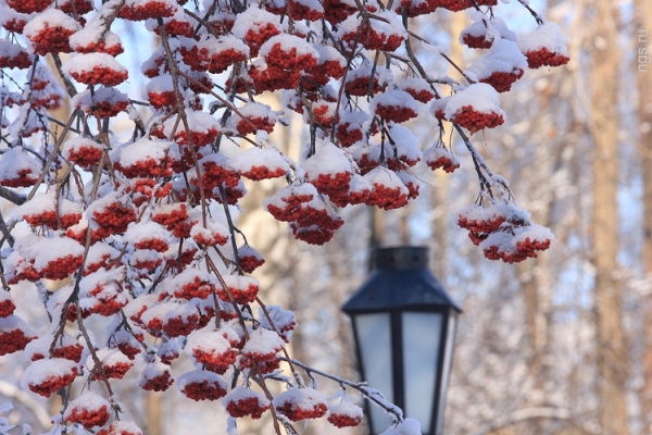 Laika ziņas Sanktpēterburgā 2016. gada decembris un Jaunais gads - precīza prognoze no Sanktpēterburgas un Ļeņingradas apgabala Hidrometeoroloģijas centra
