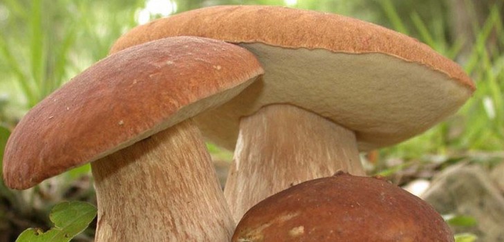 Ēdināmās sēnes: klasifikācija un piesardzība