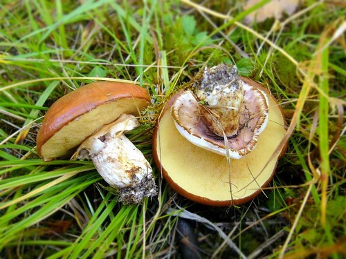 Ēdināmās sēnes: klasifikācija un piesardzība