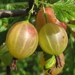 Kā pagatavot ērkšķogu kompotu