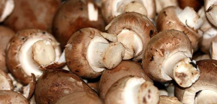 daudzi champignons