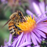 Apitherapy: ārstēšana ar bitēm