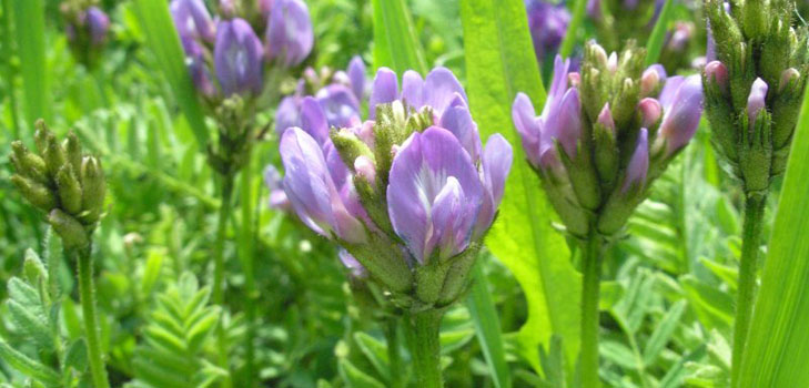 Astragalus: terapeitiskās īpašības, foto, pielietojums