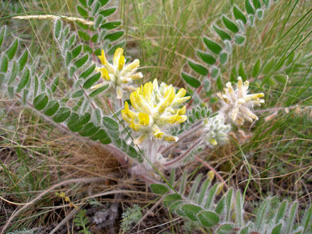 Astragalus: terapeitiskās īpašības, foto, pielietojums