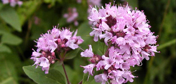 Oregano, tās ārstnieciskās īpašības un pielietojums