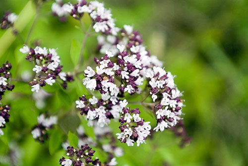 Oregano, tās ārstnieciskās īpašības un pielietojums