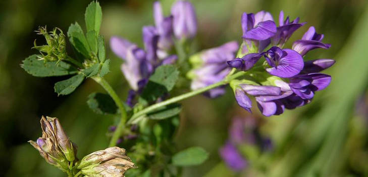 Lucerna: noderīgas īpašības, fotogrāfijas, receptes