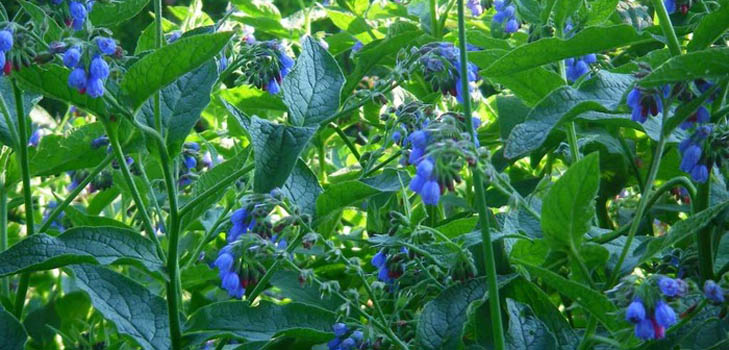 Comfrey officinalis: lietošana un ārstnieciskās īpašības comfrey