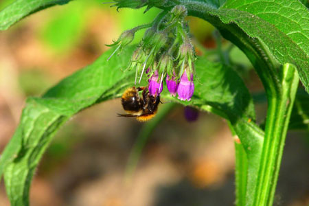 Comfrey officinalis: lietošana un ārstnieciskās īpašības comfrey