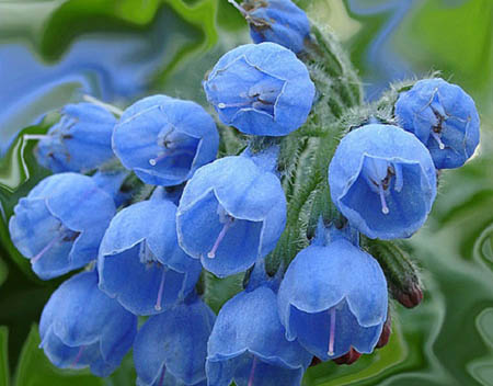 Comfrey officinalis: lietošana un ārstnieciskās īpašības comfrey