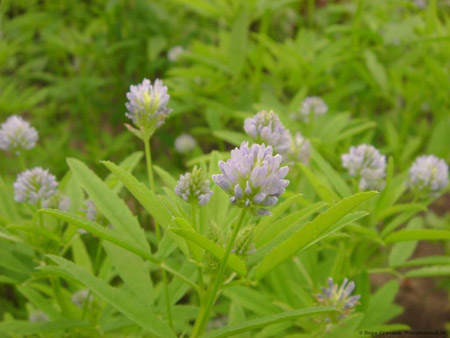 Fenugreek - kas tas ir? Noderīgas smiltsērkšķu īpašības (ar fotoattēlu)