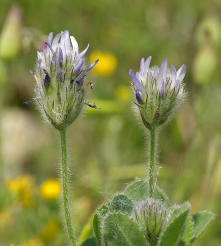 Fenugreek - kas tas ir? Noderīgas smiltsērkšķu īpašības (ar fotoattēlu)