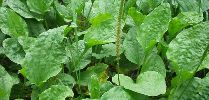Plantain. Terapeitiskās īpašības un kontrindikācijas