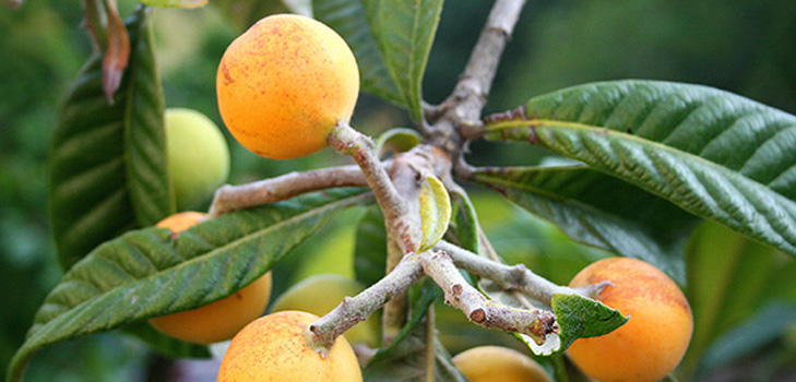 Noderīgas īpašības medlar, pielietošana medicīnā