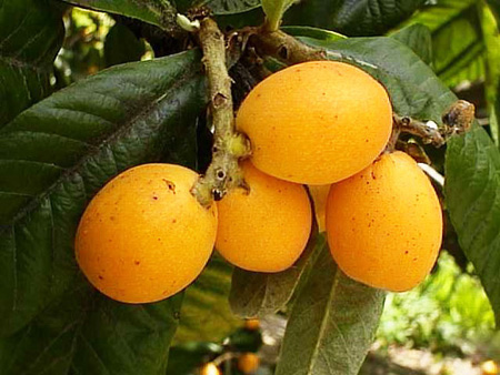 Noderīgas īpašības medlar, pielietošana medicīnā