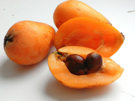 Noderīgas īpašības medlar, pielietošana medicīnā