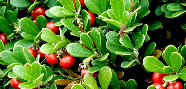 Bearberry: ārstnieciskas īpašības, pielietojums, foto
