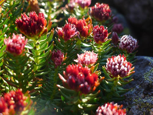Grass ir sarkanā suka un tās ārstnieciskās īpašības. Tradicionālās medicīnas receptes